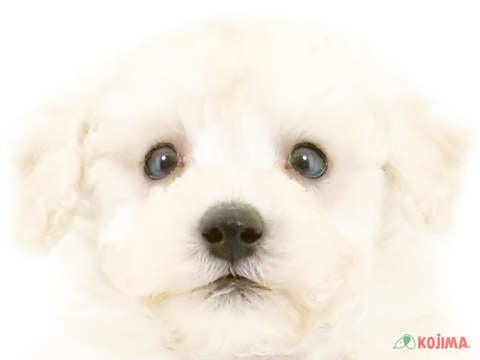 千葉県のトイプードル(トイ) (コジマウエルケアセンター/2024年5月28日生まれ/男の子/ホワイト)の子犬