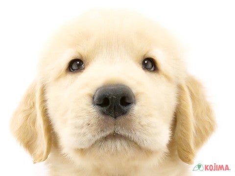 東京都のゴールデンレトリバー (コジマ国立店/2024年5月27日生まれ/男の子/ゴールデン)の子犬