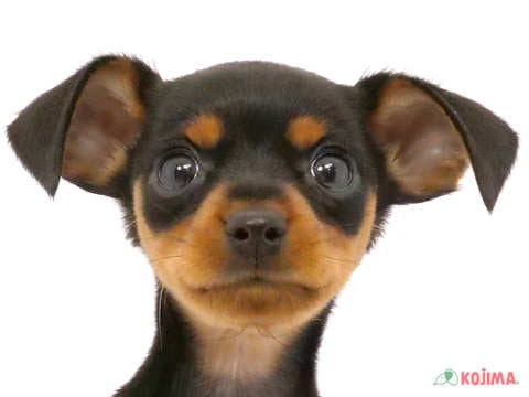 千葉県のミニチュアピンシャー (コジマウエルケアセンター/2024年5月25日生まれ/男の子/ブラックタン)の子犬