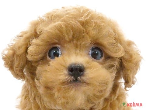 千葉県のトイプードル(トイ) (コジマウエルケアセンター/2024年5月27日生まれ/男の子/アプリコット)の子犬