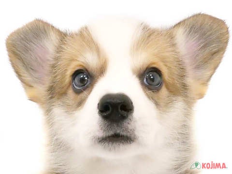 千葉県のウェルシュコーギーペンブローク (コジマウエルケアセンター/2024年5月27日生まれ/女の子/レッドホワイト)の子犬