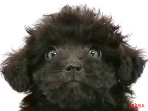 千葉県のトイプードル(トイ) (コジマウエルケアセンター/2024年5月26日生まれ/女の子/ブラック)の子犬