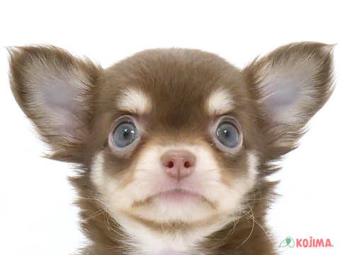 千葉県のチワワ(ロング) (コジマウエルケアセンター/2024年5月29日生まれ/女の子/チョコレートクリームホワイト)の子犬