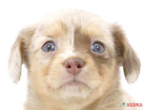 東京都のチワックス(チワワ×ダックス) (コジマGRAND亀戸店/2024年5月28日生まれ/女の子/チョコレートマールタン)の子犬