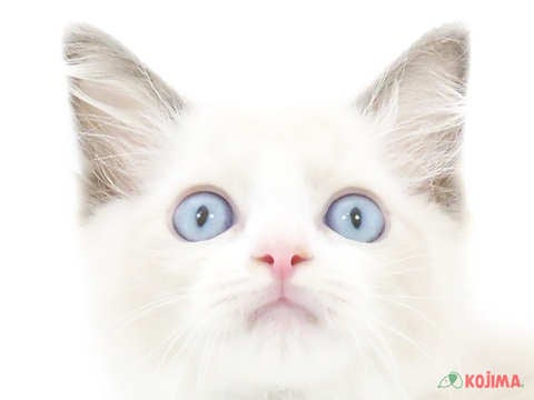 千葉県のラグドール (コジマウエルケアセンター/2024年5月11日生まれ/男の子/ブルーポイントバイカラー)の子猫