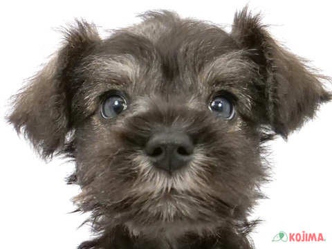千葉県のミニチュアシュナウザー (コジマウエルケアセンター/2024年5月25日生まれ/男の子/ソルトペッパー)の子犬
