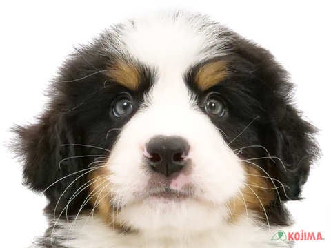千葉県のバーニーズマウンテンドッグ (コジマウエルケアセンター/2024年5月26日生まれ/男の子/ブラックラストホワイト)の子犬