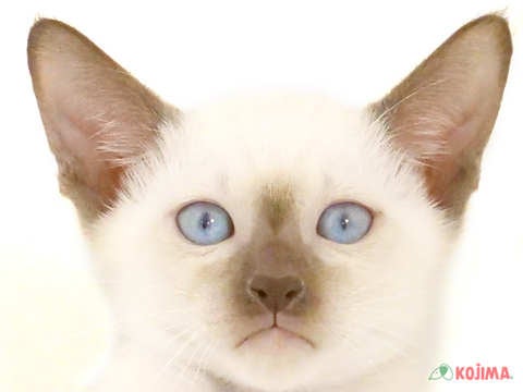 千葉県のシャム (コジマウエルケアセンター/2024年5月27日生まれ/女の子/ブルーポイント)の子猫