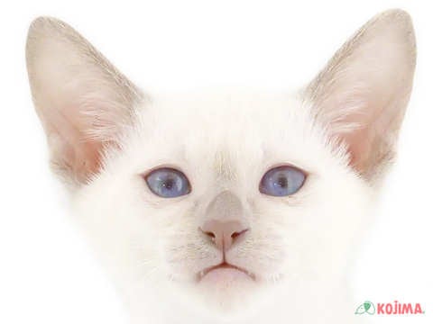 千葉県のシャム (コジマウエルケアセンター/2024年5月27日生まれ/女の子/ブルーポイント)の子猫