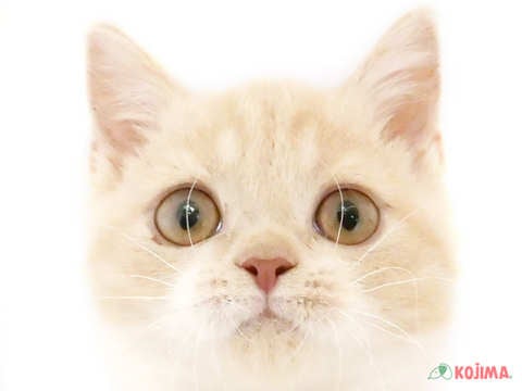 東京都のブリティッシュショートヘアー (コジマ板橋店/2024年4月16日生まれ/男の子/クリームホワイト)の子猫