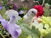 【2024/07/29 撮影】元気に鳴いてくれます！