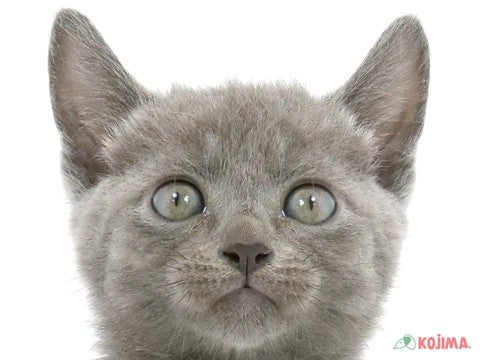 神奈川県のロシアンブルー (コジマアリオ橋本店/2024年5月31日生まれ/男の子/ブルー)の子猫