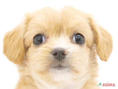 千葉県のチワプー/プーチー(チワワ×プードル) (コジマウエルケアセンター/2024年6月2日生まれ/女の子/アプリコットホワイト)の子犬