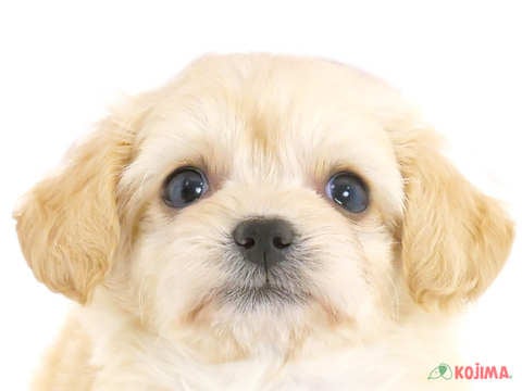 千葉県のチワプー/プーチー(チワワ×プードル) (コジマウエルケアセンター/2024年6月2日生まれ/女の子/クリームホワイト)の子犬
