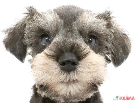 千葉県のミニチュアシュナウザー (コジマウエルケアセンター/2024年5月30日生まれ/男の子/ソルトペッパー)の子犬