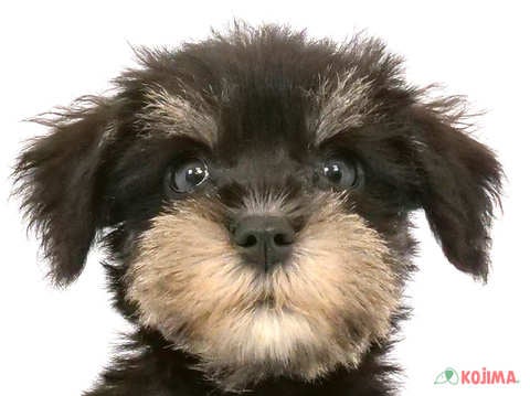千葉県のミニチュアシュナウザー (コジマウエルケアセンター/2024年6月2日生まれ/女の子/ブラックシルバー)の子犬