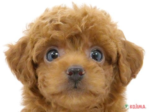 千葉県のトイプードル(トイ) (コジマウエルケアセンター/2024年6月3日生まれ/女の子/レッド)の子犬