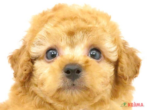 千葉県のトイプードル(トイ) (コジマウエルケアセンター/2024年6月3日生まれ/男の子/レッド)の子犬