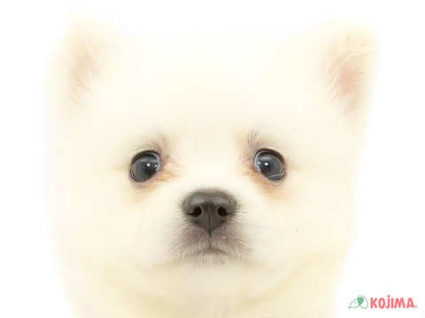 千葉県の日本スピッツ (コジマウエルケアセンター/2024年6月3日生まれ/女の子/ホワイト)の子犬
