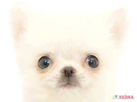 千葉県のチワワ(ロング) (コジマウエルケアセンター/2024年5月26日生まれ/男の子/クリーム)の子犬