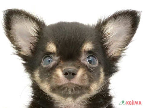 千葉県のチワワ(ロング) (コジマウエルケアセンター/2024年5月25日生まれ/男の子/ブラッククリーム)の子犬