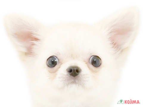 千葉県のチワワ(ロング) (コジマウエルケアセンター/2024年5月27日生まれ/男の子/クリーム)の子犬