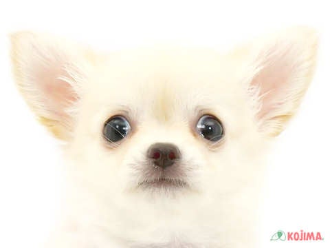 千葉県のチワワ(ロング) (コジマウエルケアセンター/2024年5月31日生まれ/男の子/クリーム)の子犬