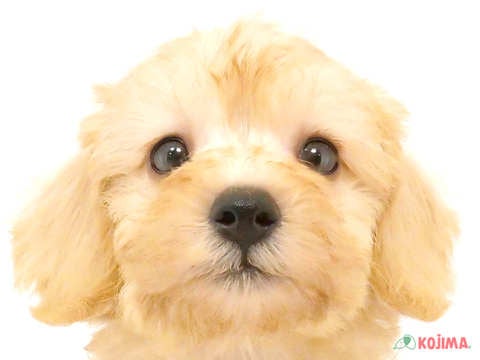 千葉県のシュナプー(シュナウザー×プードル) (コジマウエルケアセンター/2024年6月1日生まれ/女の子/クリーム)の子犬