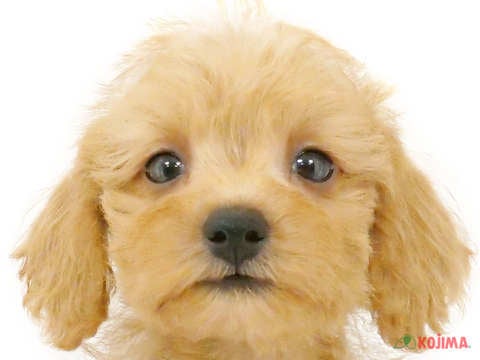 千葉県のシュナプー(シュナウザー×プードル) (コジマウエルケアセンター/2024年6月1日生まれ/女の子/レッド)の子犬