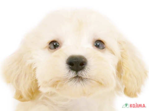 千葉県のシュナプー(シュナウザー×プードル) (コジマウエルケアセンター/2024年6月1日生まれ/女の子/クリーム)の子犬