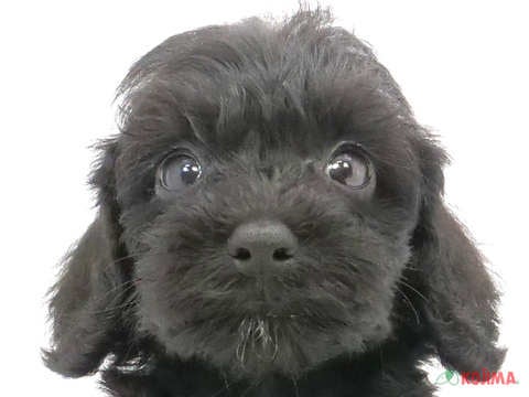 千葉県のシュナプー(シュナウザー×プードル) (コジマウエルケアセンター/2024年6月1日生まれ/女の子/ブラック)の子犬
