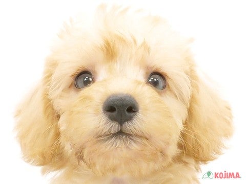 千葉県のシュナプー(シュナウザー×プードル) (コジマウエルケアセンター/2024年6月1日生まれ/男の子/クリーム)の子犬
