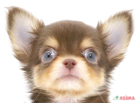千葉県のチワワ(ロング) (コジマウエルケアセンター/2024年6月1日生まれ/男の子/チョコレートクリームホワイト)の子犬