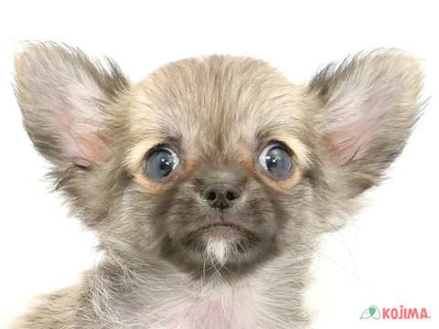 千葉県のチワワ(ロング) (コジマウエルケアセンター/2024年5月30日生まれ/男の子/フォーン)の子犬