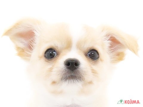 千葉県のチワワ(ロング) (コジマウエルケアセンター/2024年5月31日生まれ/男の子/クリームホワイト)の子犬