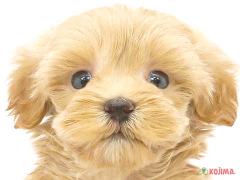 千葉県のマルプー(マルチーズ×プードル) (コジマウエルケアセンター/2024年6月2日生まれ/男の子/クリーム)の子犬