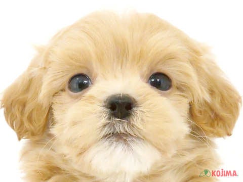 千葉県のマルプー(マルチーズ×プードル) (コジマウエルケアセンター/2024年6月1日生まれ/男の子/クリーム)の子犬
