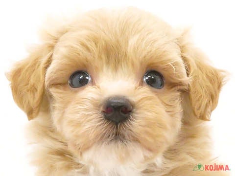 千葉県のマルプー(マルチーズ×プードル) (コジマウエルケアセンター/2024年6月2日生まれ/男の子/クリーム)の子犬
