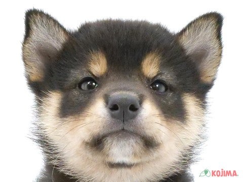 千葉県の柴犬(標準サイズ) (コジマウエルケアセンター/2024年6月1日生まれ/男の子/黒)の子犬