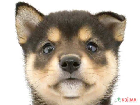 千葉県の柴犬(標準サイズ) (コジマウエルケアセンター/2024年6月1日生まれ/男の子/黒)の子犬
