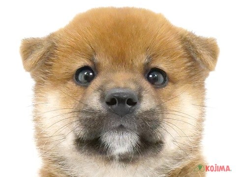 千葉県の柴犬(標準サイズ) (コジマウエルケアセンター/2024年6月1日生まれ/女の子/赤)の子犬