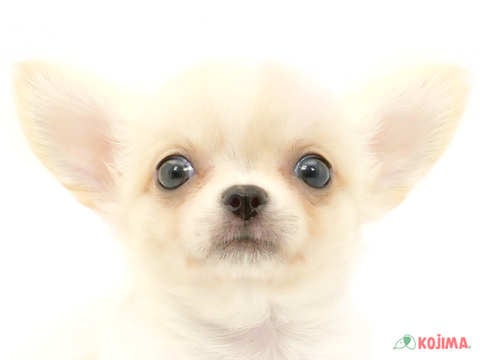 千葉県のチワワ(ロング) (コジマウエルケアセンター/2024年6月1日生まれ/男の子/クリーム)の子犬