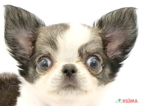 千葉県のチワワ(ロング) (コジマウエルケアセンター/2024年6月1日生まれ/男の子/フォーンホワイト)の子犬