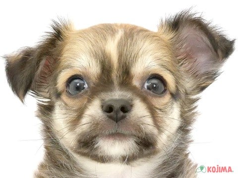 千葉県のチワワ(ロング) (コジマウエルケアセンター/2024年5月24日生まれ/男の子/レッドホワイト)の子犬