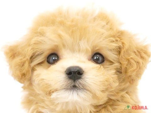 千葉県のマルプー(マルチーズ×プードル) (コジマウエルケアセンター/2024年5月28日生まれ/女の子/アプリコットホワイト)の子犬