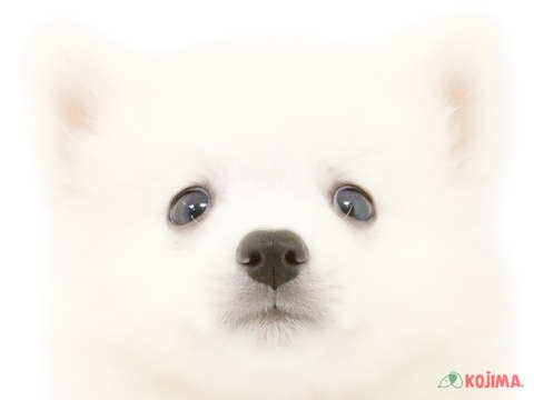 千葉県の日本スピッツ (コジマウエルケアセンター/2024年6月1日生まれ/男の子/ホワイト)の子犬