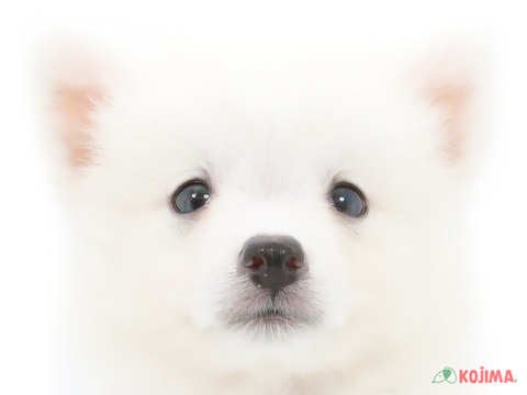 千葉県の日本スピッツ (コジマウエルケアセンター/2024年6月1日生まれ/男の子/ホワイト)の子犬