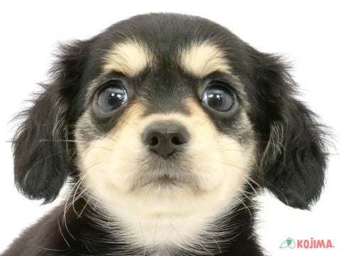 千葉県のチワックス(チワワ×ダックス) (コジマウエルケアセンター/2024年6月1日生まれ/女の子/ブラックタン)の子犬