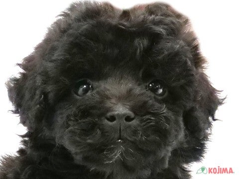 千葉県のトイプードル(トイ) (コジマウエルケアセンター/2024年5月31日生まれ/男の子/ブラック)の子犬