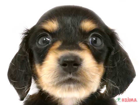 千葉県のミニチュアダックスフンド(ロング) (コジマウエルケアセンター/2024年6月1日生まれ/男の子/ブラックタン)の子犬
